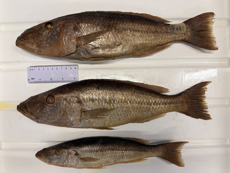 Rhamphochromis lucius